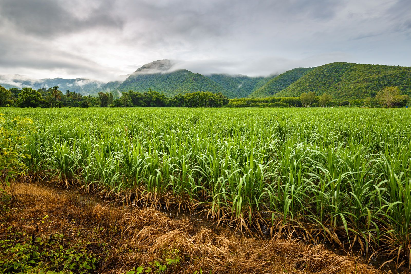 GuySuCo on Course to Meet 2nd Crop Sugar Production Target