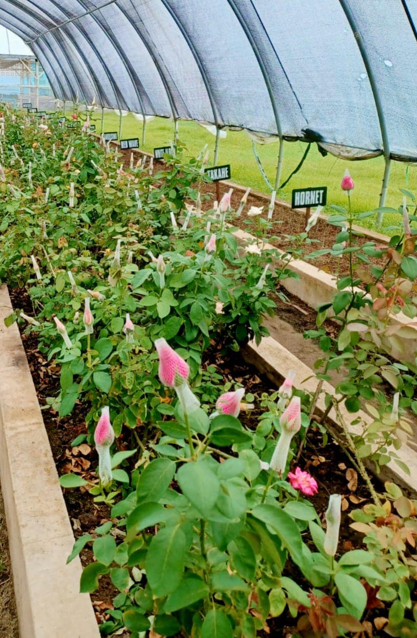 GMC to Support ‘Cut Rose’ Project for Increased Revenues and Impact on Single Mothers