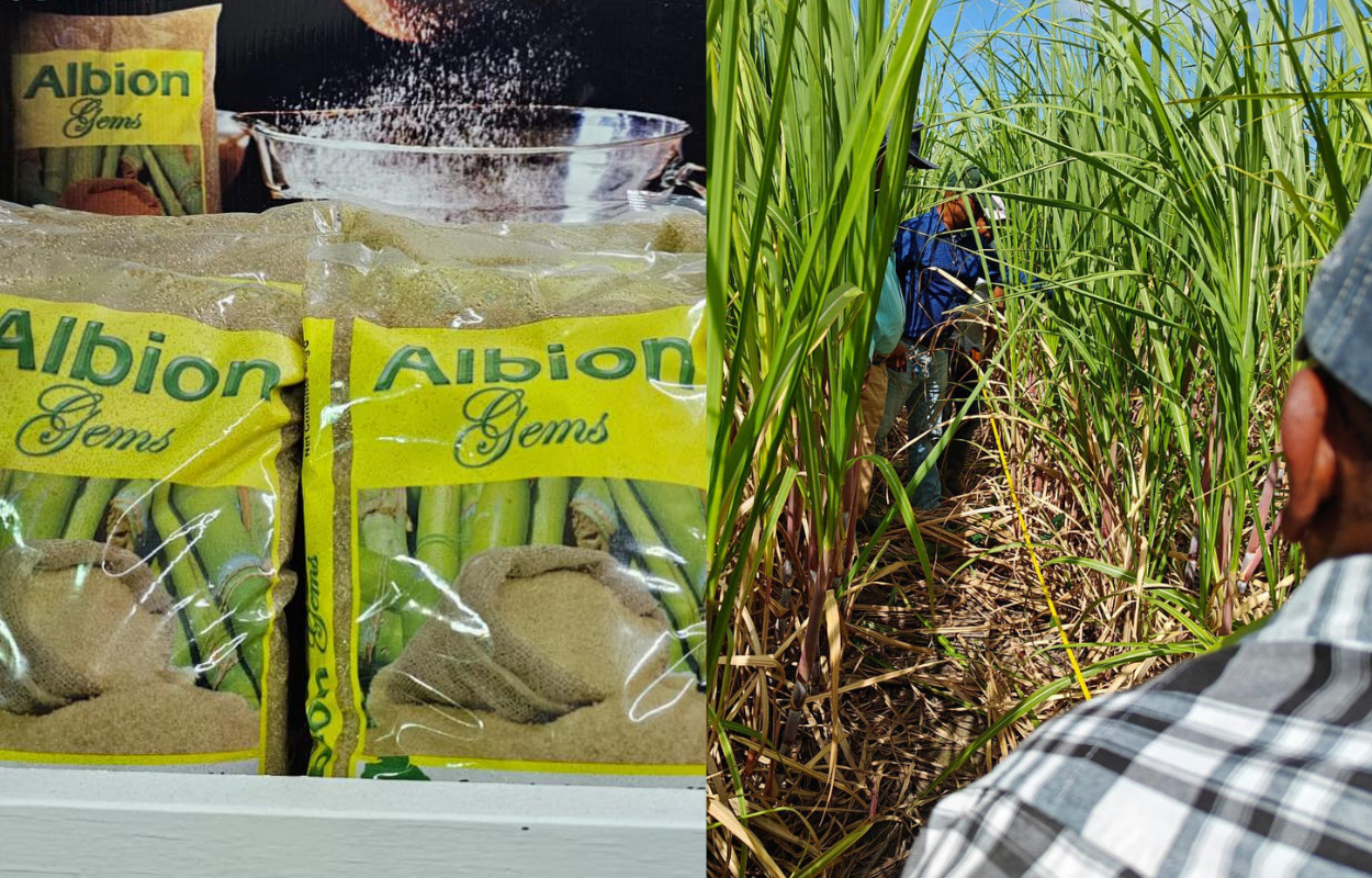 Sugar Production Set to Resume at Rose Hall Estate by Month’s End