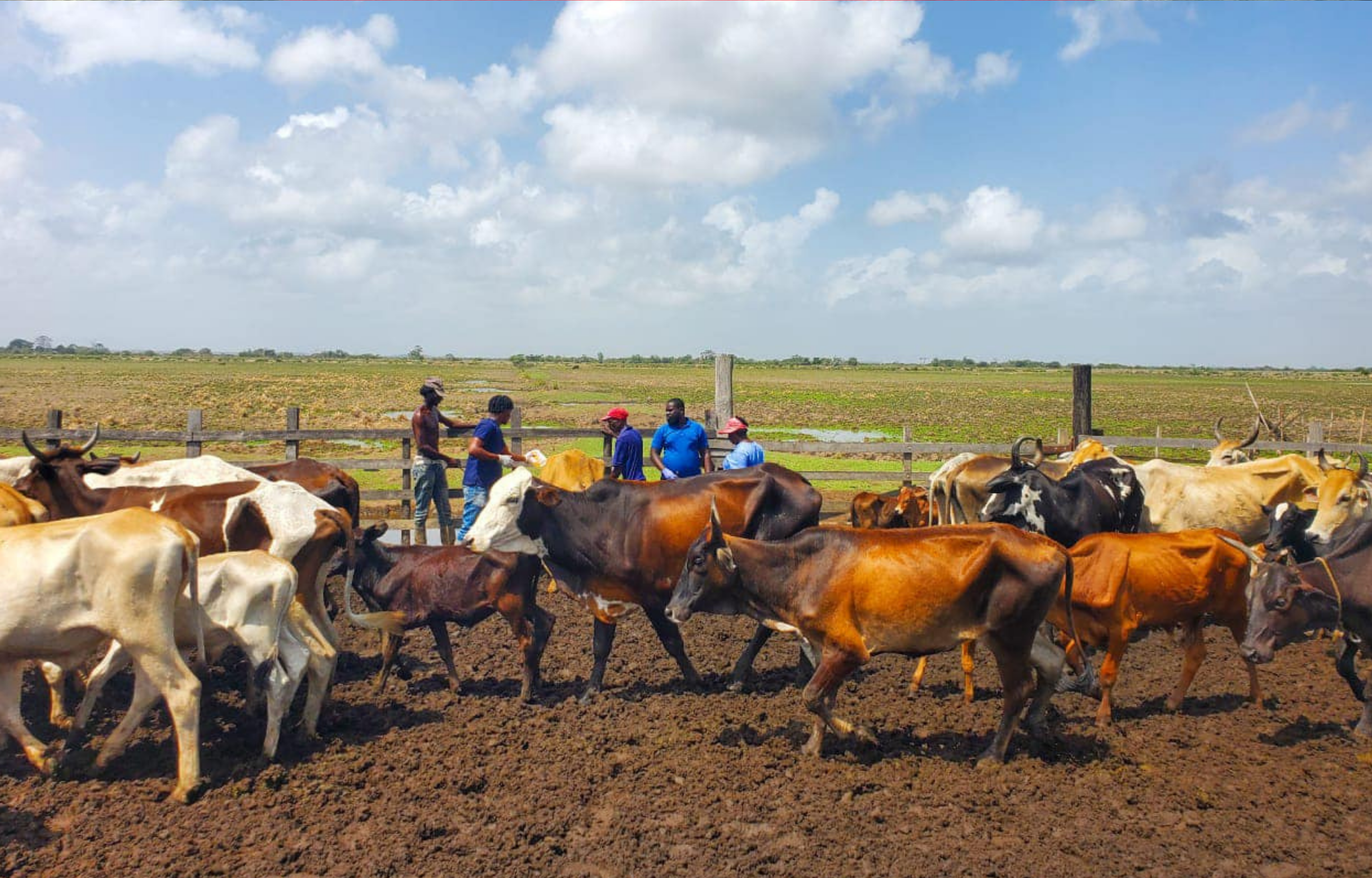 Bovine Tuberculosis Concerns for Cattle Rearers and Public Health