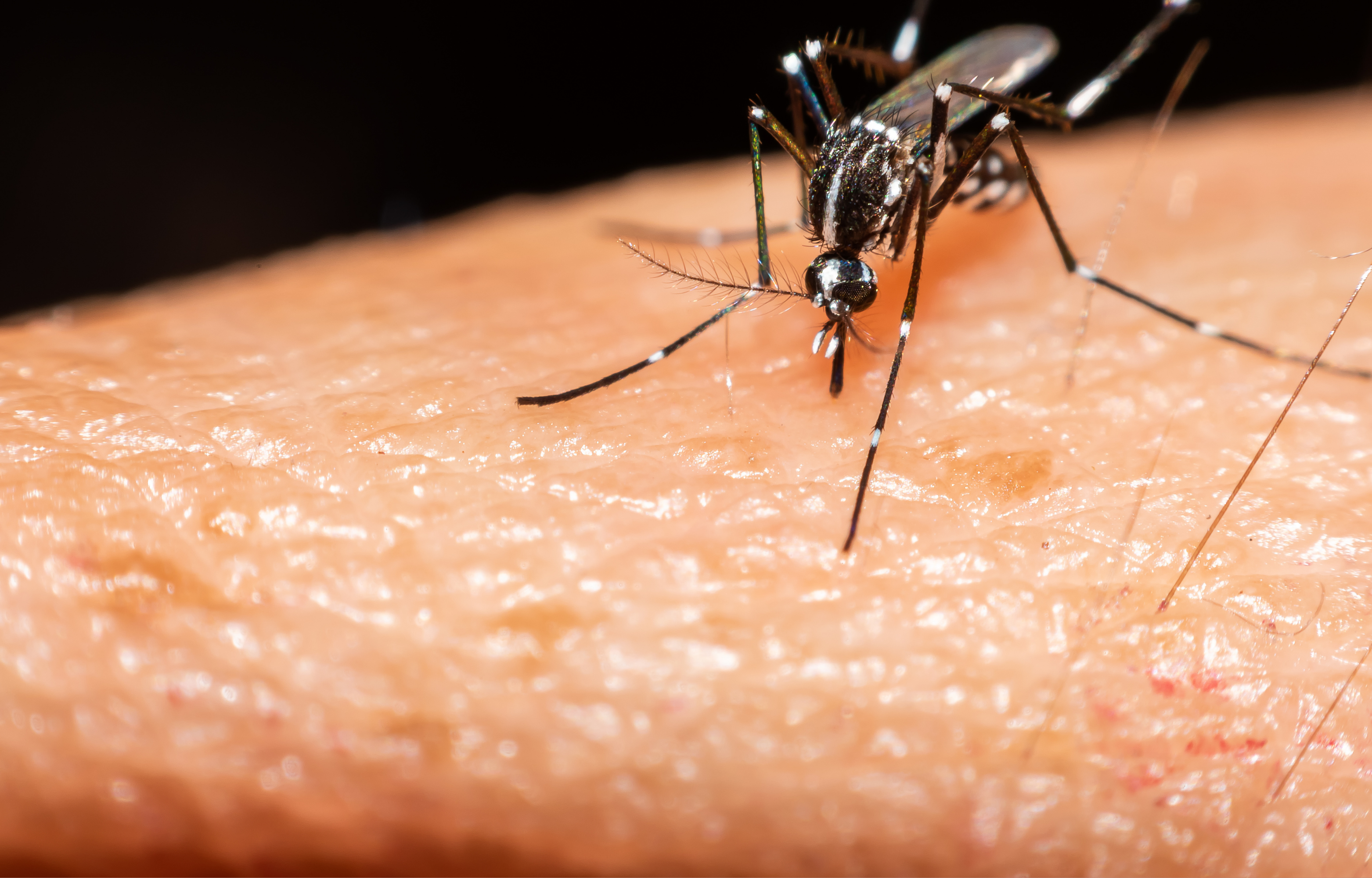 Dengue Outbreak in Region Six