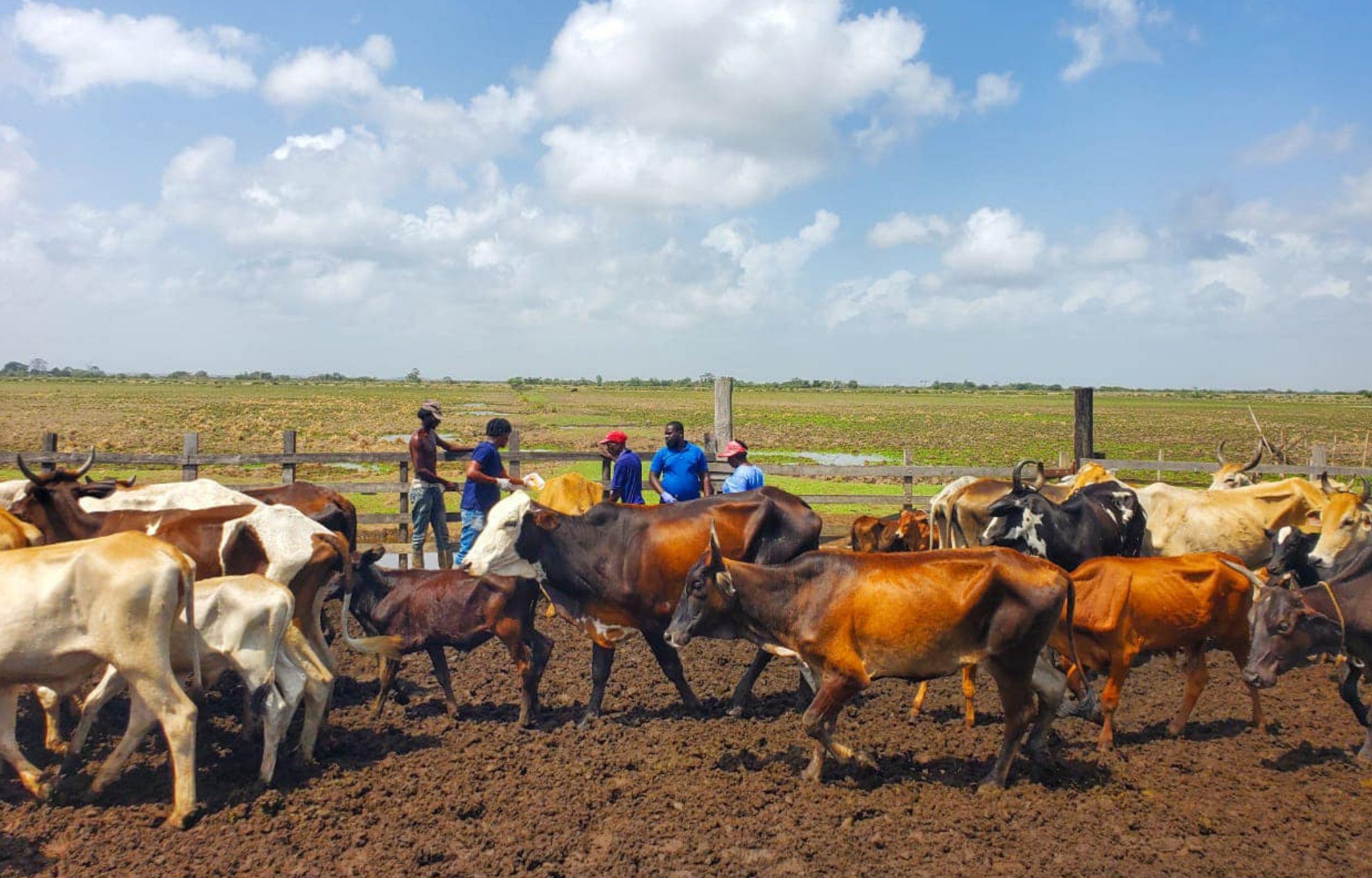 Corentyne Farmers Receive Vital Support from GLDA Amid El Nino Struggles