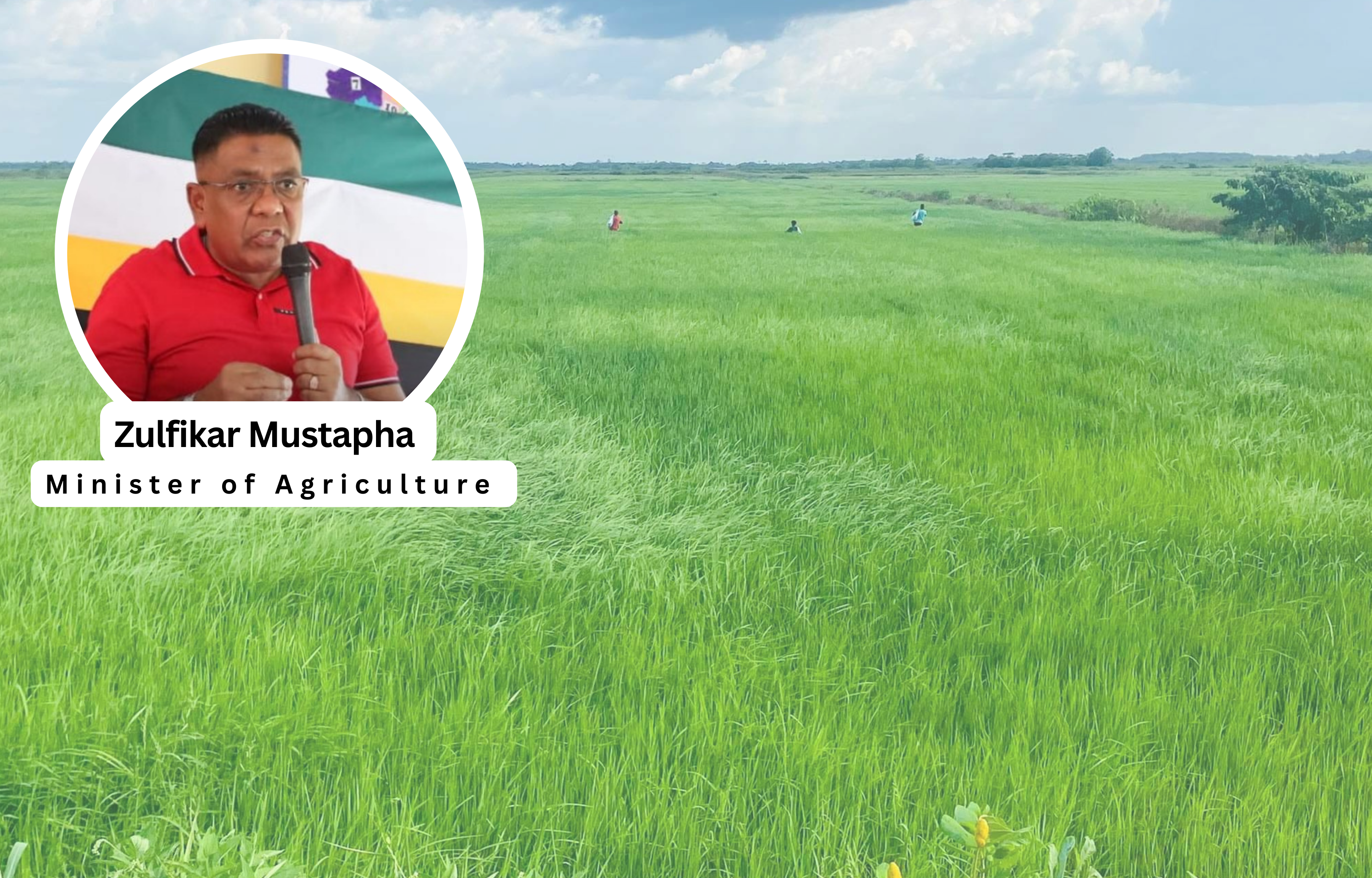 Ministry of Agriculture Takes Action to Tackle Paddy Bug Crisis in Region Six