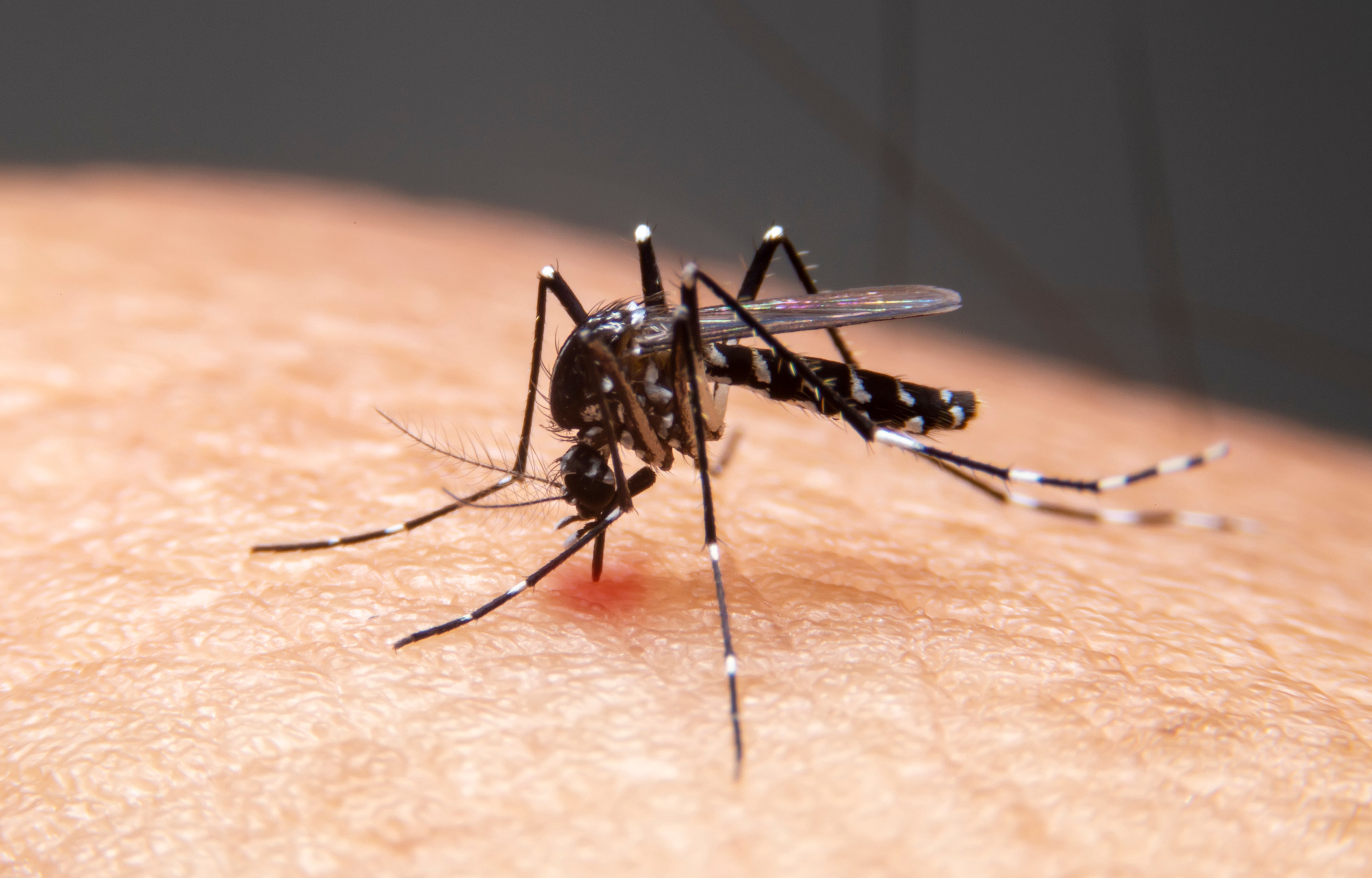 Preventing Dengue: A Vital Health Concern