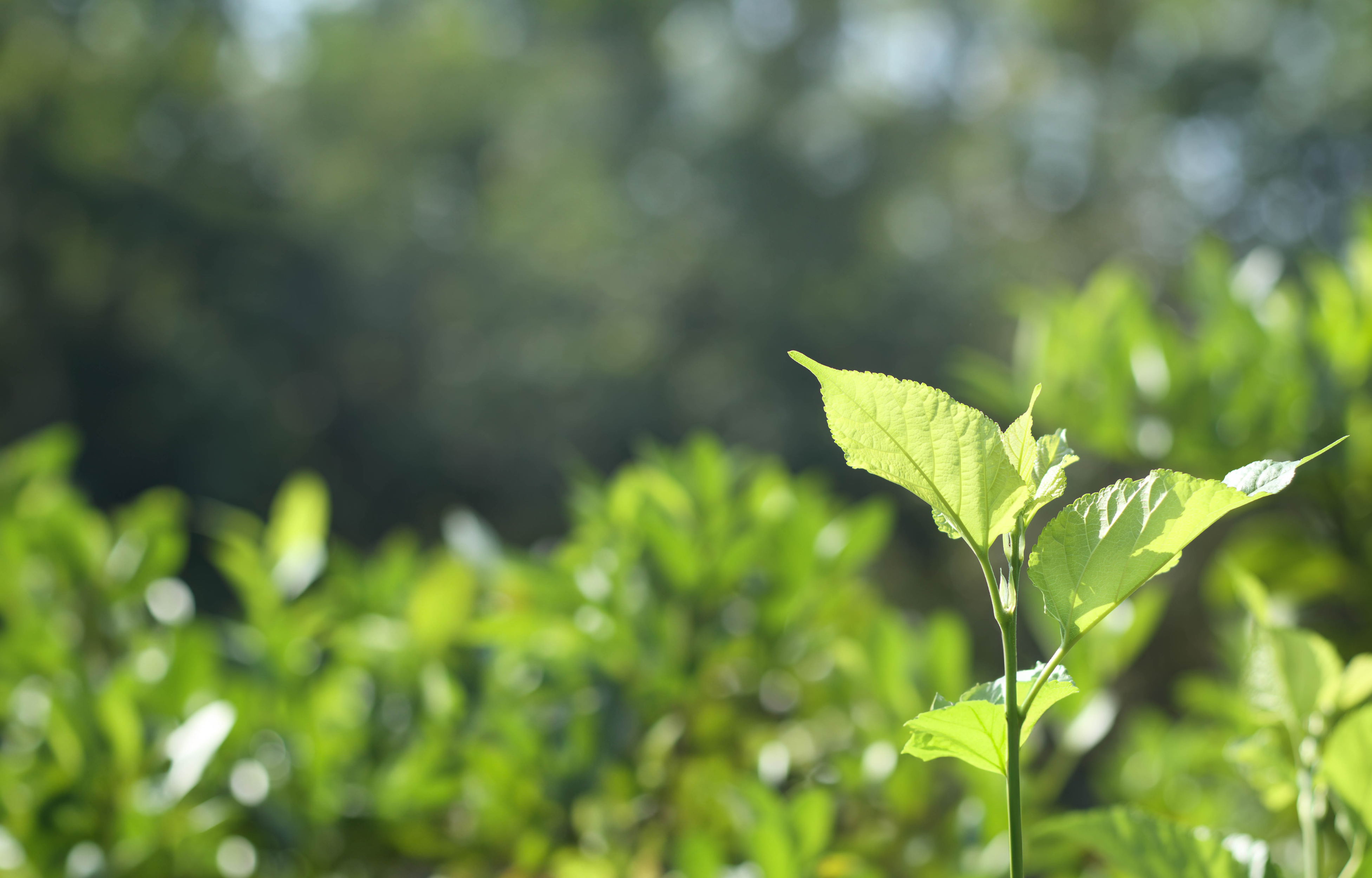 Guyana and FAO Collaborate to Address Land Degradation