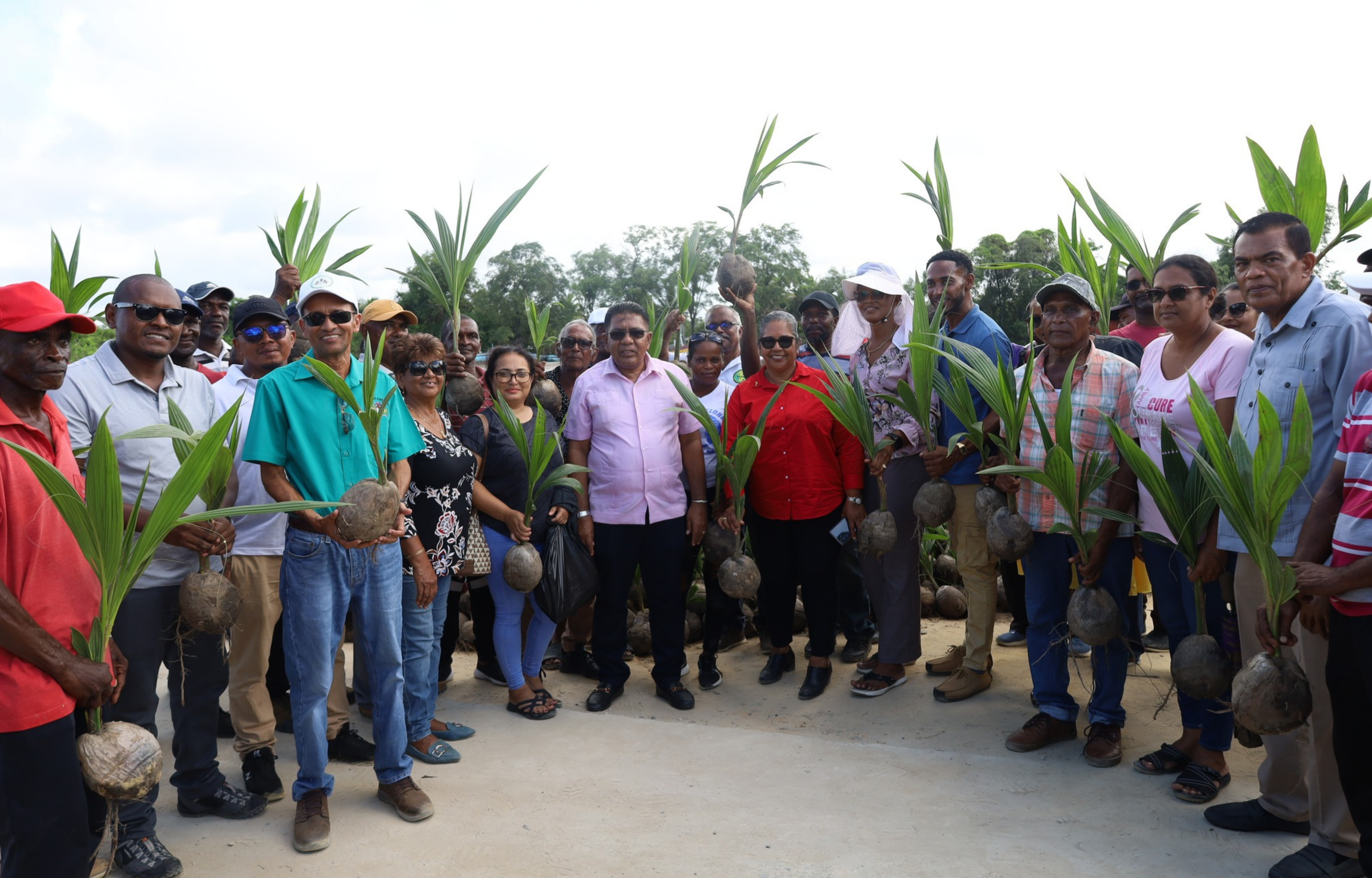 Pomeroon Region Boosts Coconut Production with High-Yielding Varieties