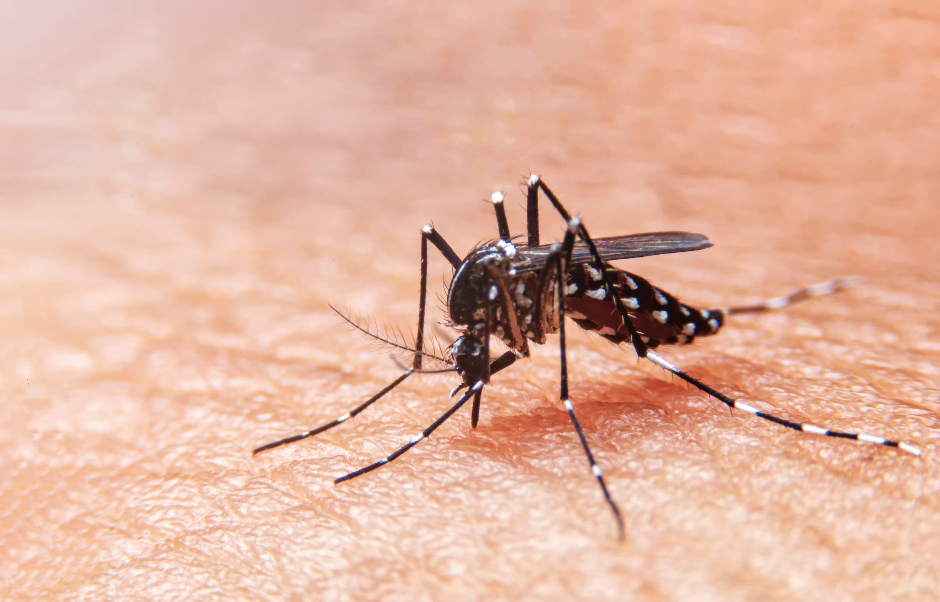 Preventing Dengue: Essential Tips to Stay Safe