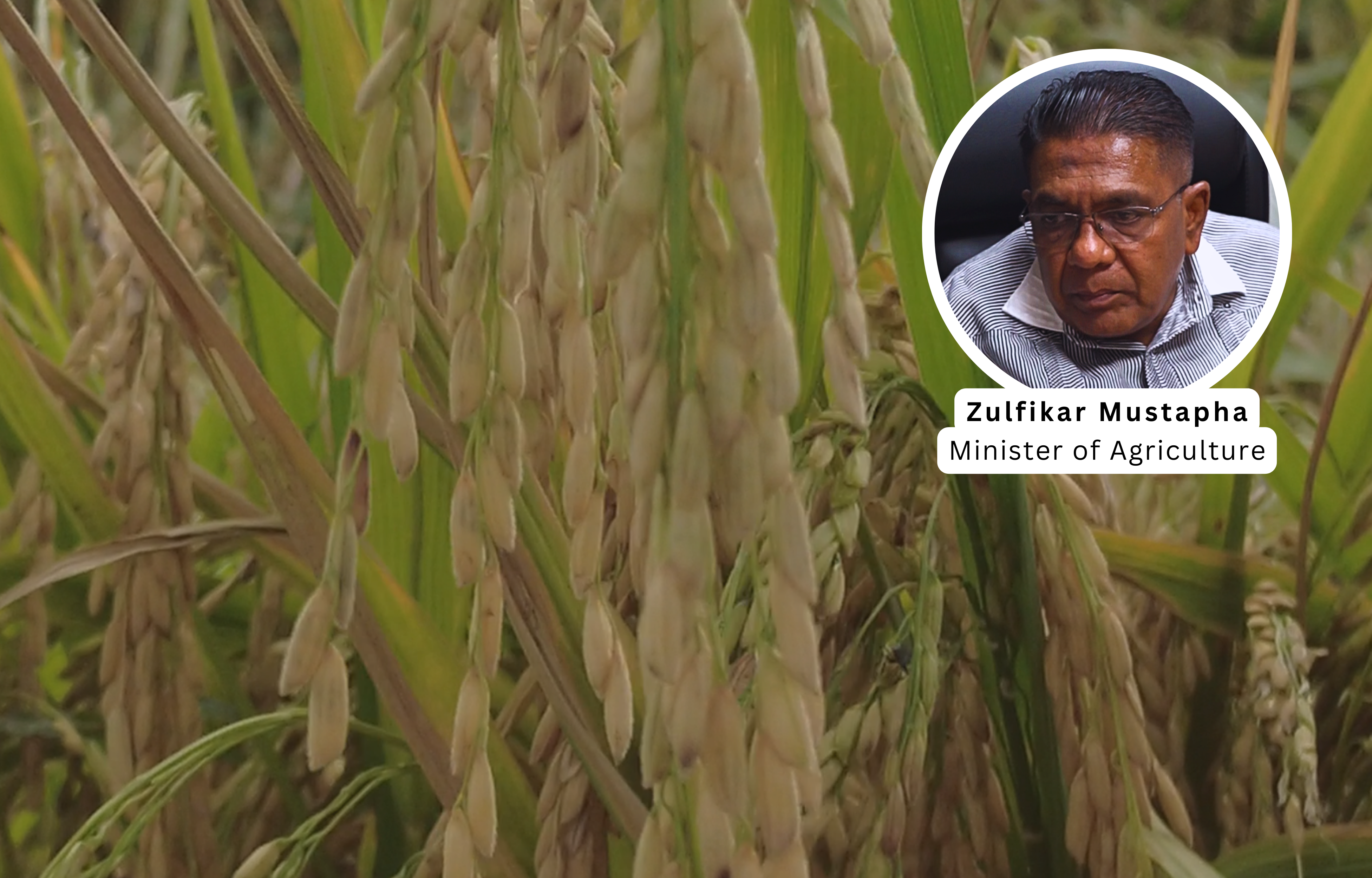 Guyana Advances Regional Agriculture Projects Amid 25 by 25 Food Security Goal