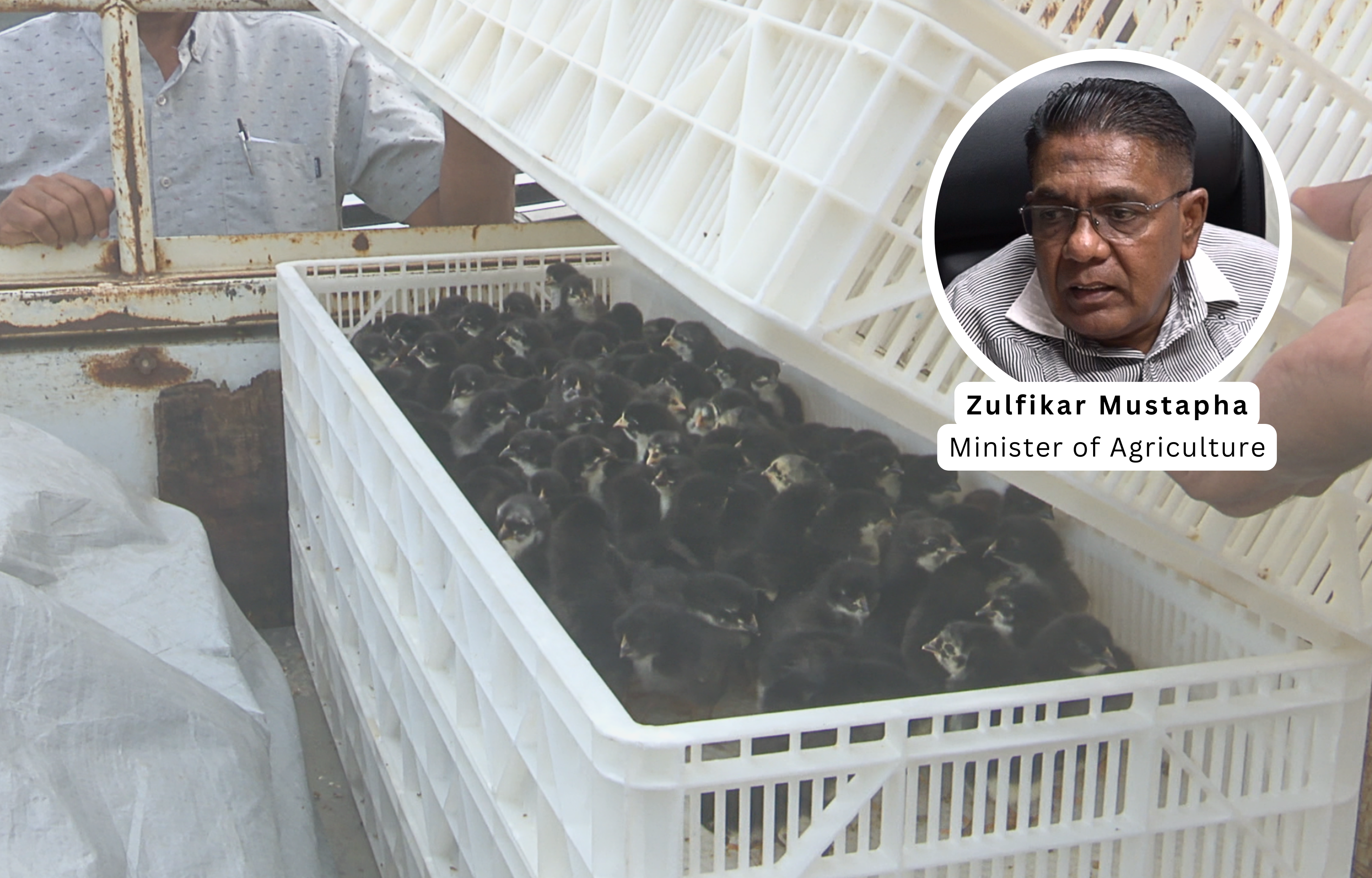 Local Poultry Industry Boosted by Black Giant Chickens
