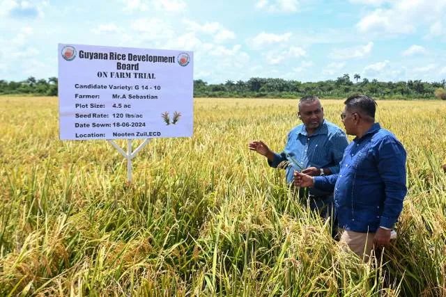 $430M allocated for rice & paddy production