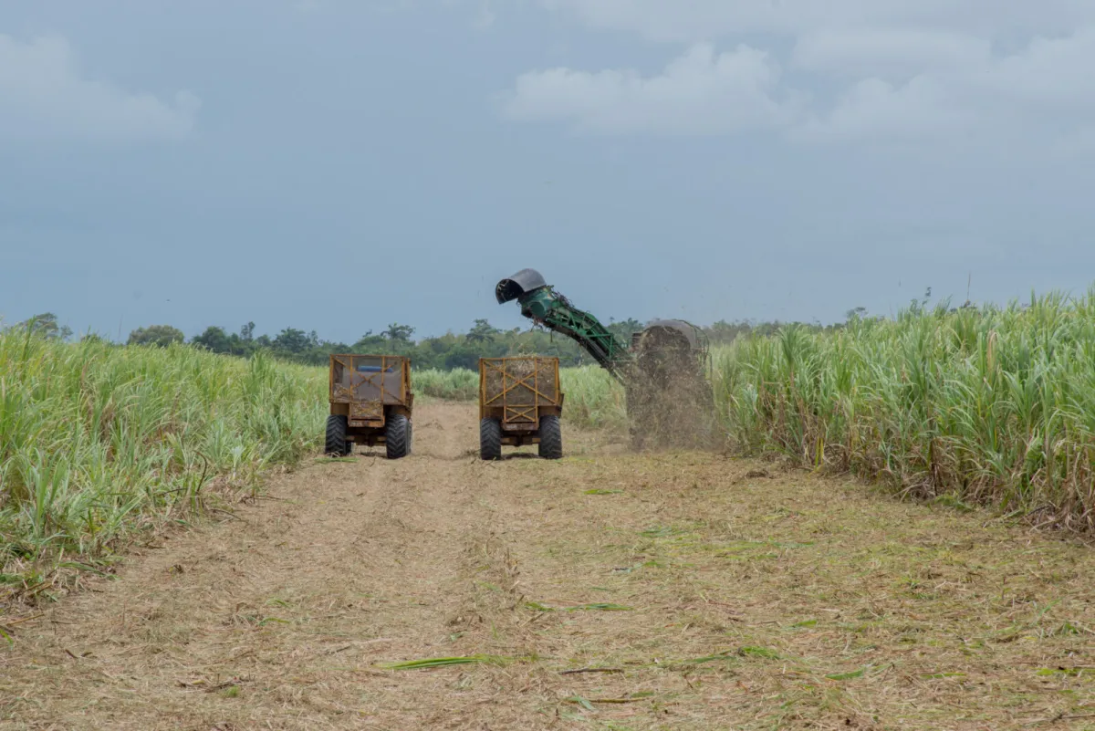 GUYSUCO already marching towards profitability