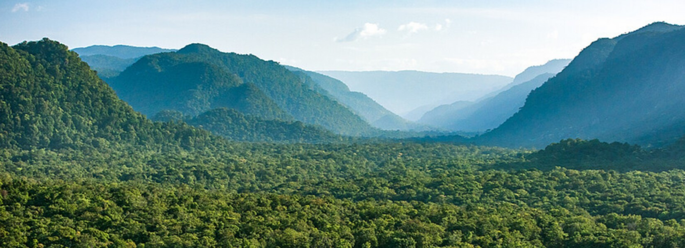 60 years later; The growth of Guyana’s forestry sector