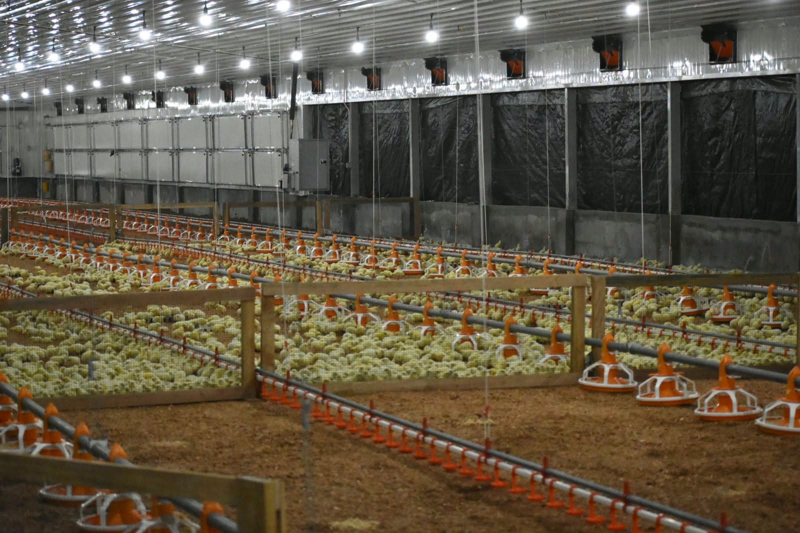 Climate-Smart Poultry Project commissioned