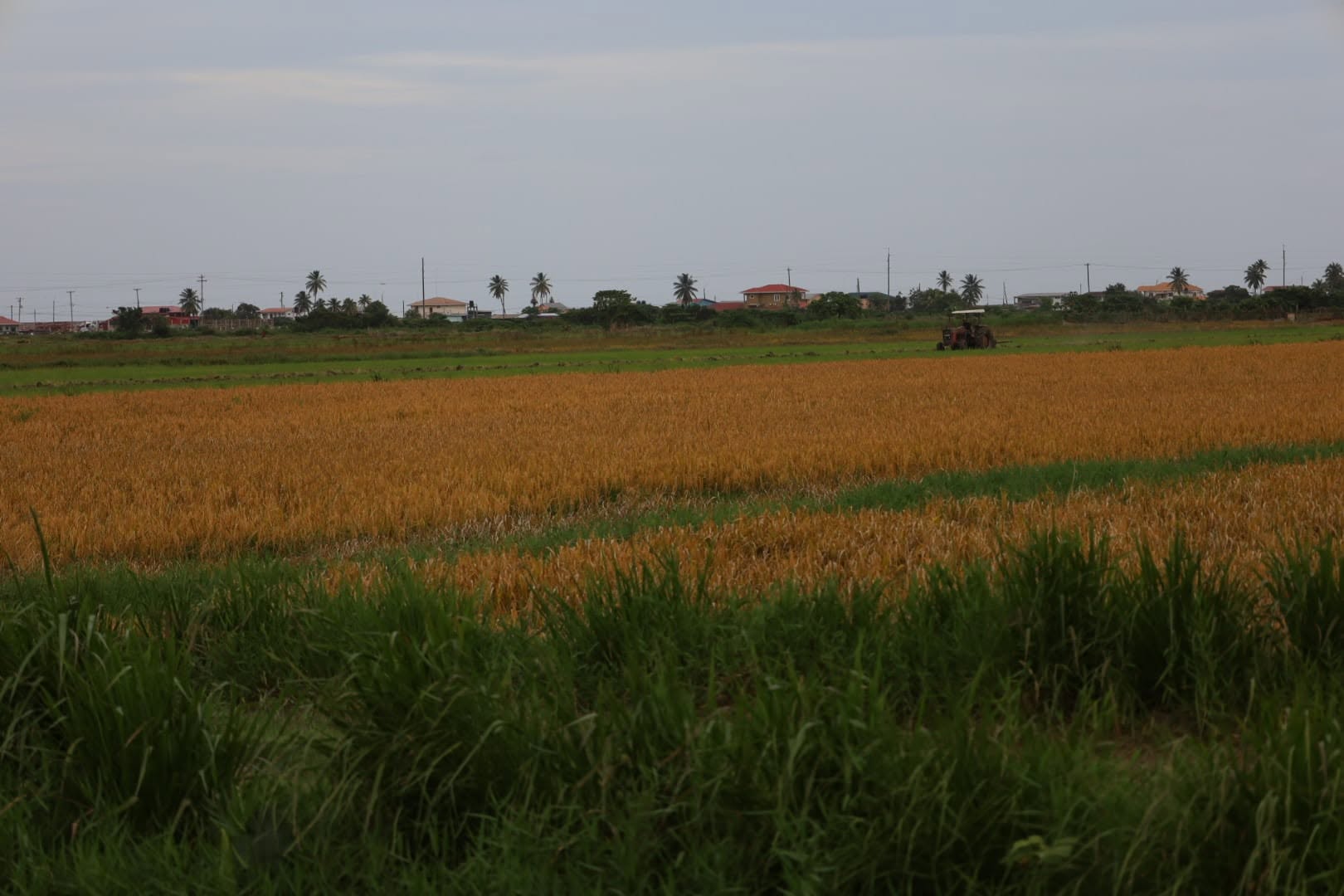 Controlled Environment agriculture targets greater resilience and productivity